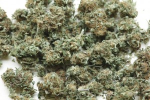cannabis drug for alzheimer's