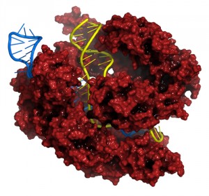 Protein Complex