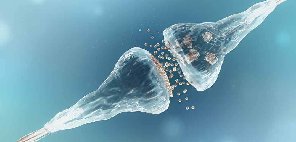Alzheimer’s Therapy Candidate Bryostatin Generates New Synapses in Mouse Brains, Study Shows Alzheimer’s Therapy Candidate Bryostatin Generates New Synapses in Mouse Brains, Study Shows