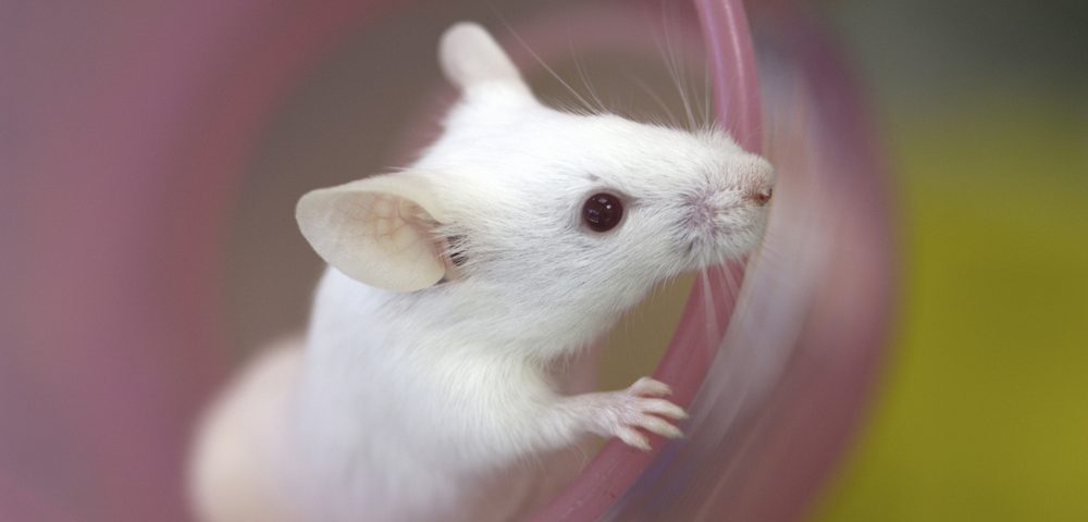 Dementia in Alzheimer’s May Result from Dual Blow to Brain: Amyloid Clumps and Tau Tangles Dementia in Alzheimer’s May Result from Dual Blow to Brain: Amyloid Clumps and Tau Tangles