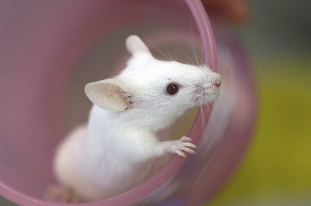 mouse model of Alzheimer's