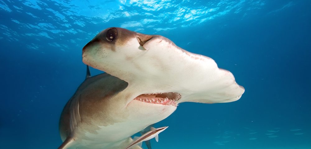Shark Meat and Cartilage Contain Neurotoxins Linked to Alzheimer’s, Study Warns Shark Meat and Cartilage Contain Neurotoxins Linked to Alzheimer’s, Study Warns