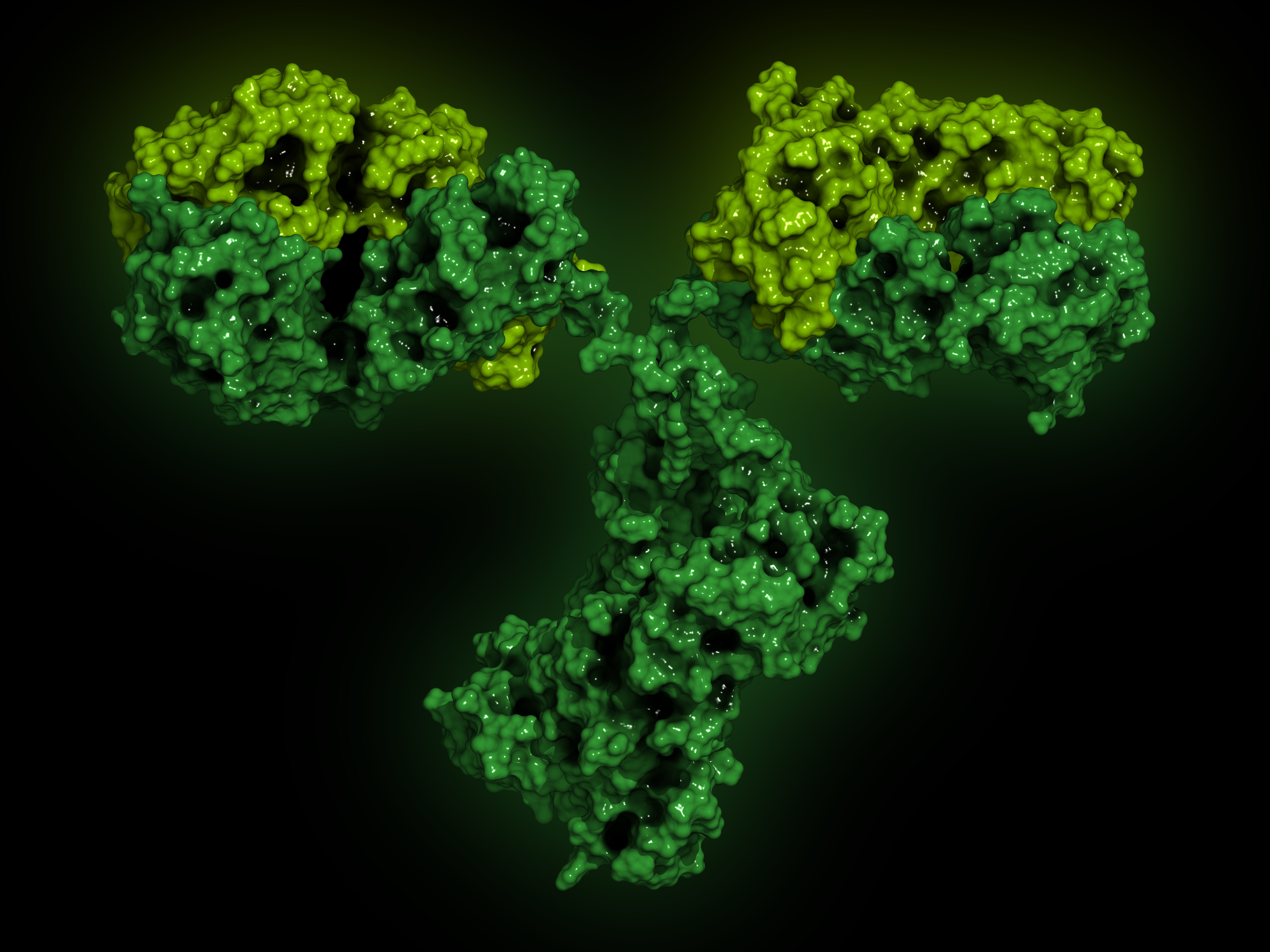 Antibodies binding tau protein