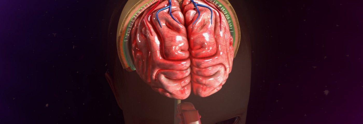 Discovery of Stem Cells in Brain Membranes May Offer New Paths in Alzheimer’s Research Discovery of Stem Cells in Brain Membranes May Offer New Paths in Alzheimer’s Research