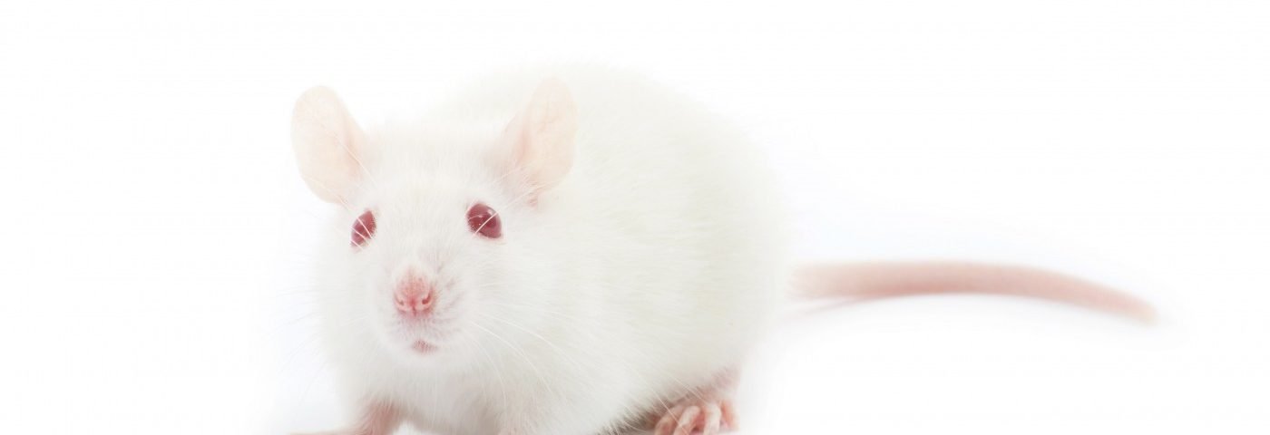 Supply of ‘Ready-to-Test’ Mice Being Made Available to Alzheimer’s Researchers Supply of ‘Ready-to-Test’ Mice Being Made Available to Alzheimer’s Researchers