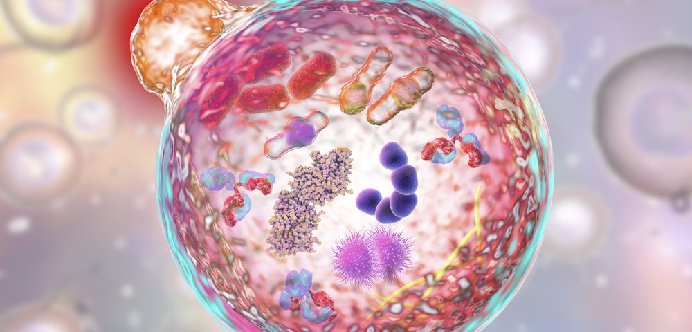 Link Between Lysosomes and Granulins in Brain Cells May Aid Understanding of Alzheimer’s Link Between Lysosomes and Granulins in Brain Cells May Aid Understanding of Alzheimer’s