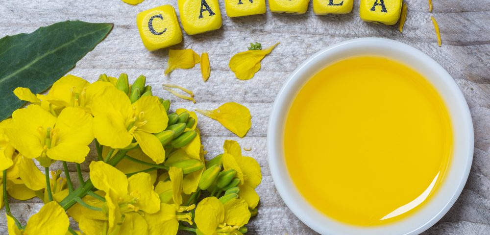 Canola Oil Worsens Memory and Learning Ability of Mice with Alzheimer’s, Study Shows Canola Oil Worsens Memory and Learning Ability of Mice with Alzheimer’s, Study Shows