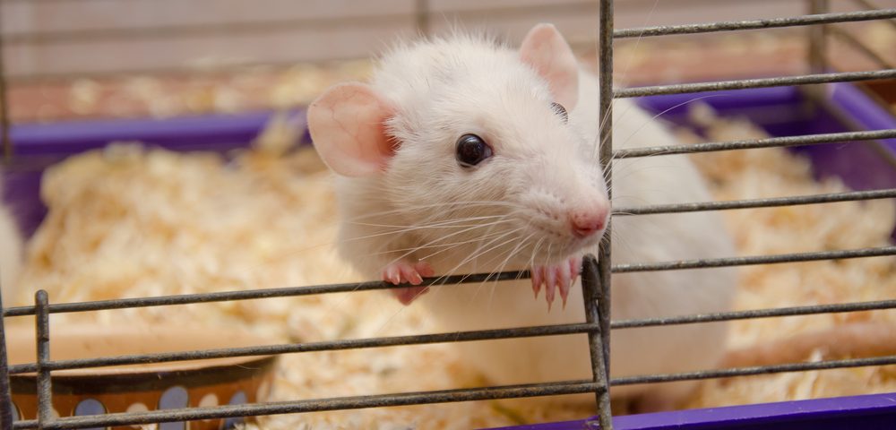 Stroke Medicine May Prevent Beta-Amyloid Accumulation in Early Alzheimer’s, Mouse Study Shows Stroke Medicine May Prevent Beta-Amyloid Accumulation in Early Alzheimer’s, Mouse Study Shows