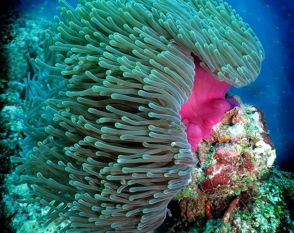 Peptide Found in Sea Anemones Might Give Rise to Alzheimer’s Treatment, Study Says Peptide Found in Sea Anemones Might Give Rise to Alzheimer’s Treatment, Study Says