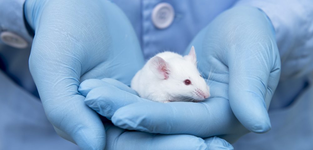 Vaccine Reduces Tau Tangle Formation, Improves Cognitive Functioning in Alzheimer’s Mouse Model Vaccine Reduces Tau Tangle Formation, Improves Cognitive Functioning in Alzheimer’s Mouse Model
