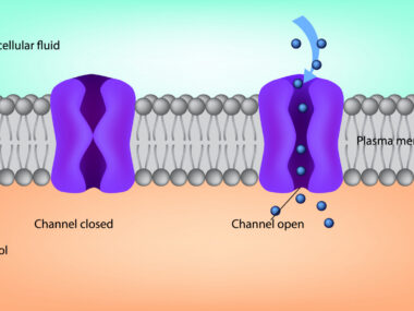 STIM1 protein and calcium