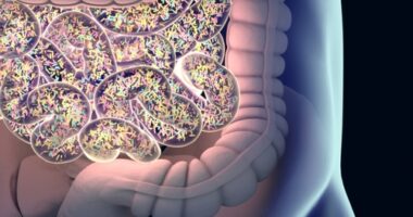 diet gut bacteria