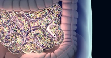 diet gut bacteria