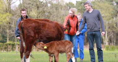 Watching a calf feed