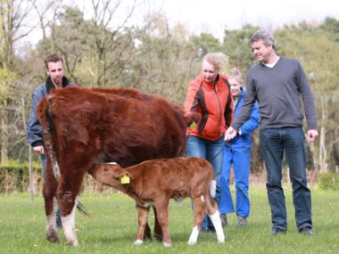 Watching a calf feed