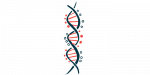 An illustration highlights the two chains that coil around each other to form DNA's double helix.