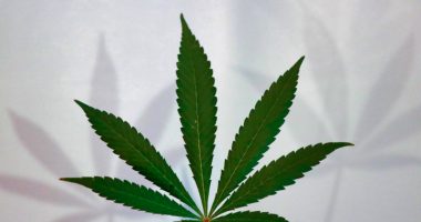 Cannabinoid-based therapy, agitation